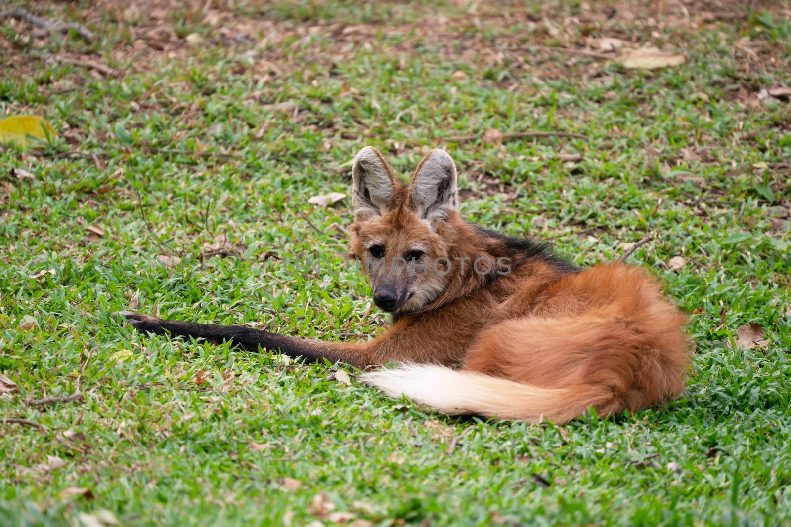 Maned wolf ( Chrysocyon brachyurus ) in zoo