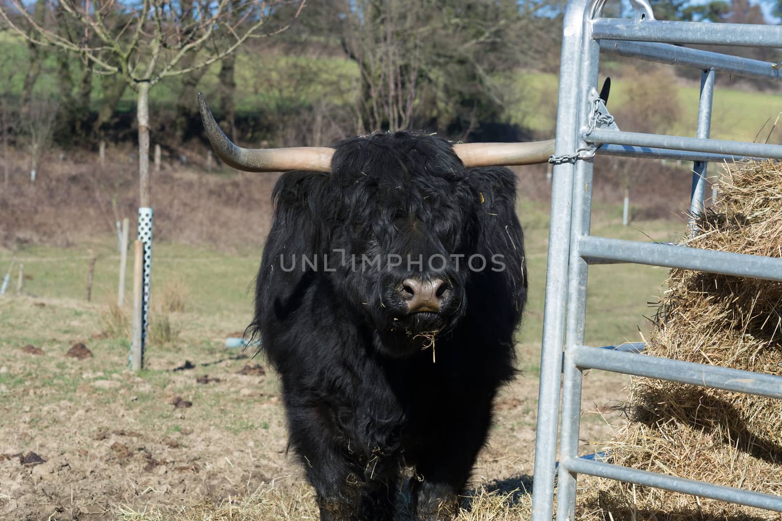 Portrait of a red Scottish highland cattle, sticking out his tongue, cow with long wavy hair and long horns