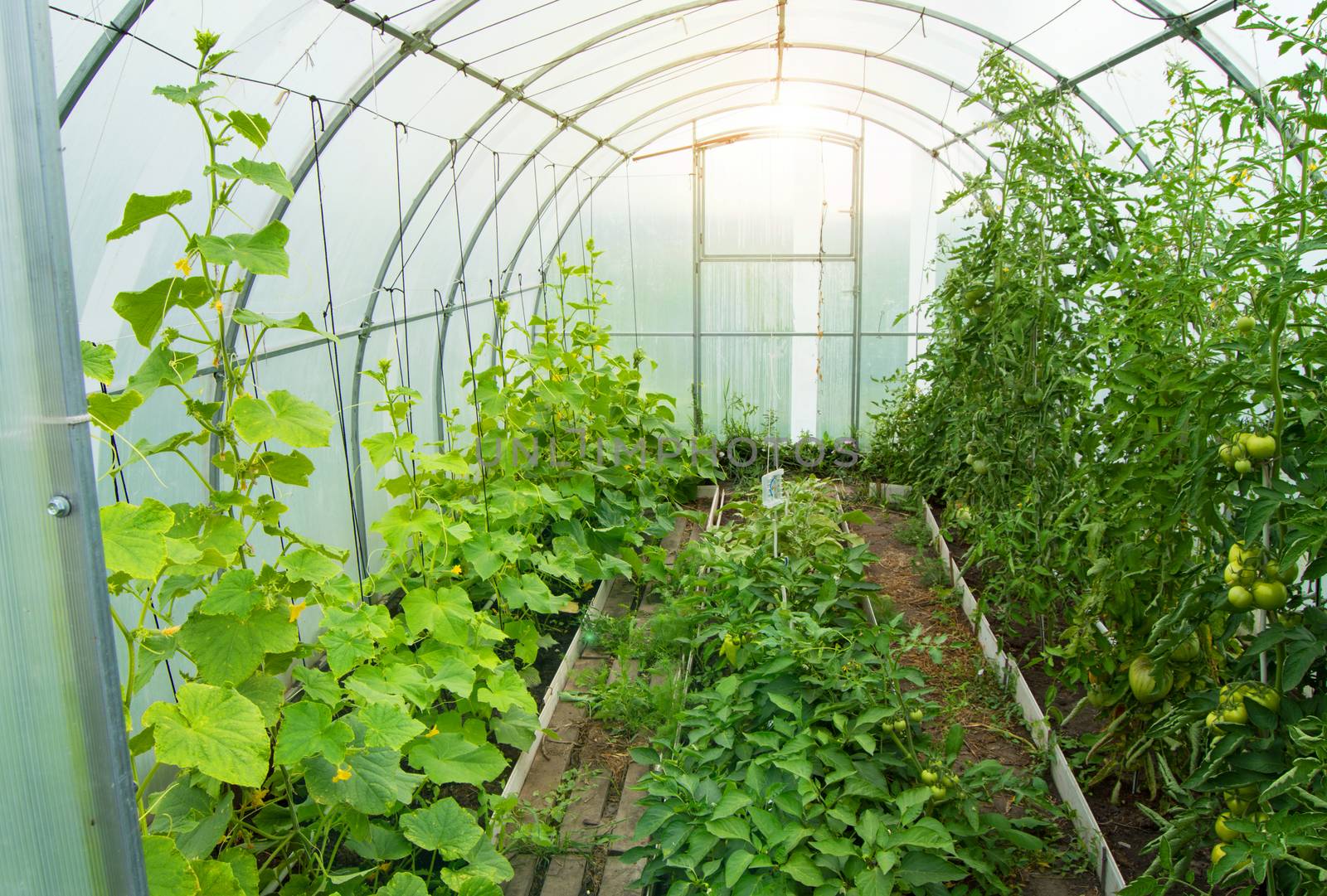 Cucumbers and tomatoes grow in a modern polycarbonate greenhouse solar arc, sunlight through transparent walls, the concept of growing crops in a closed ground