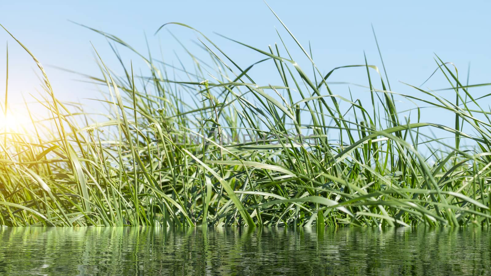 Flowering grass in detail by Fr@nk