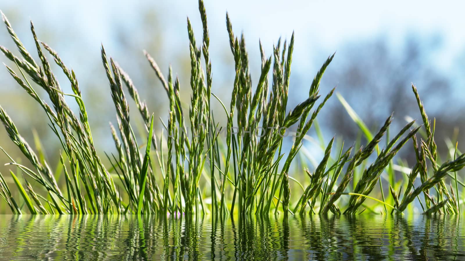 Flowering grass in detail by Fr@nk