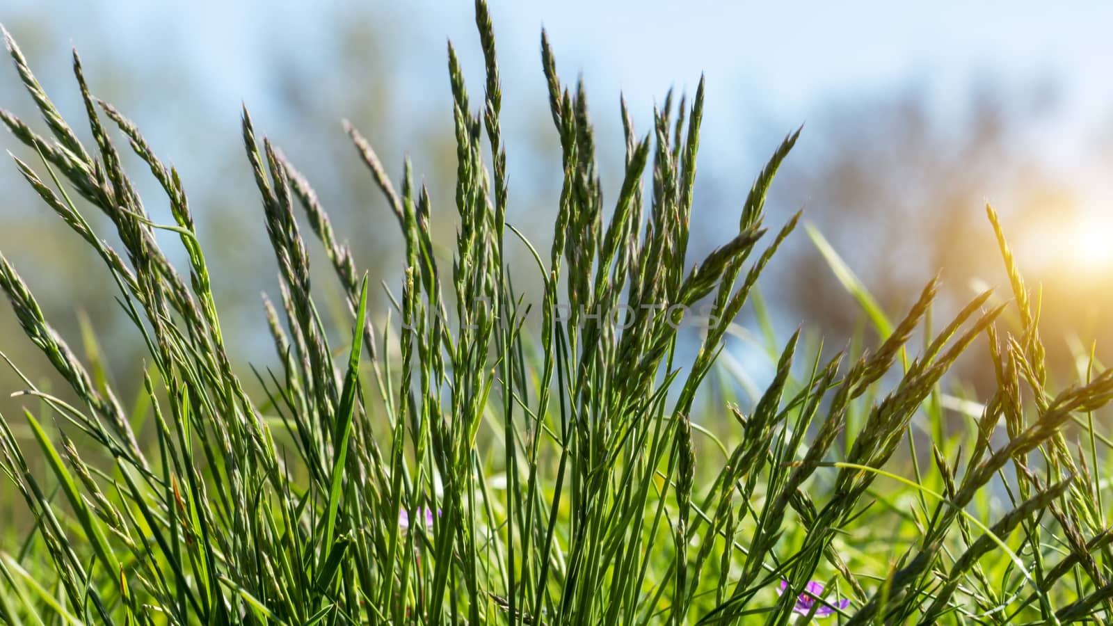 Flowering grass in detail - Allergens - Allergy