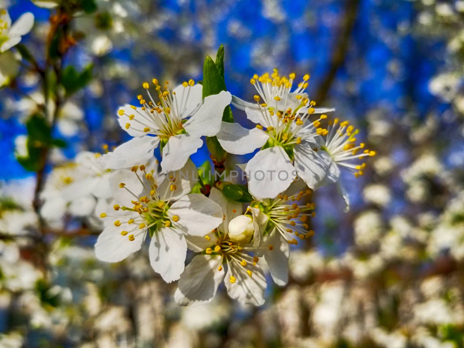 apple blossom white flowers and blue sky spring background.