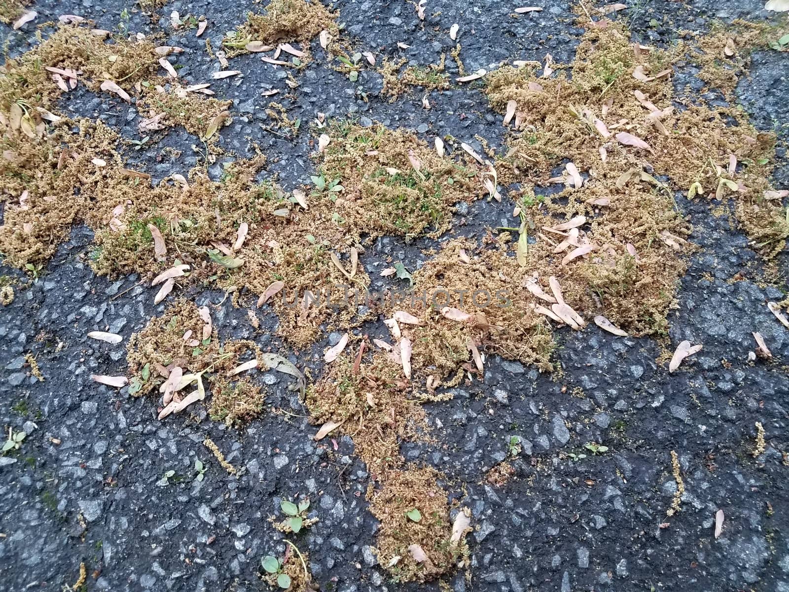 brown pollen grains and maple tree seeds on black asphalt