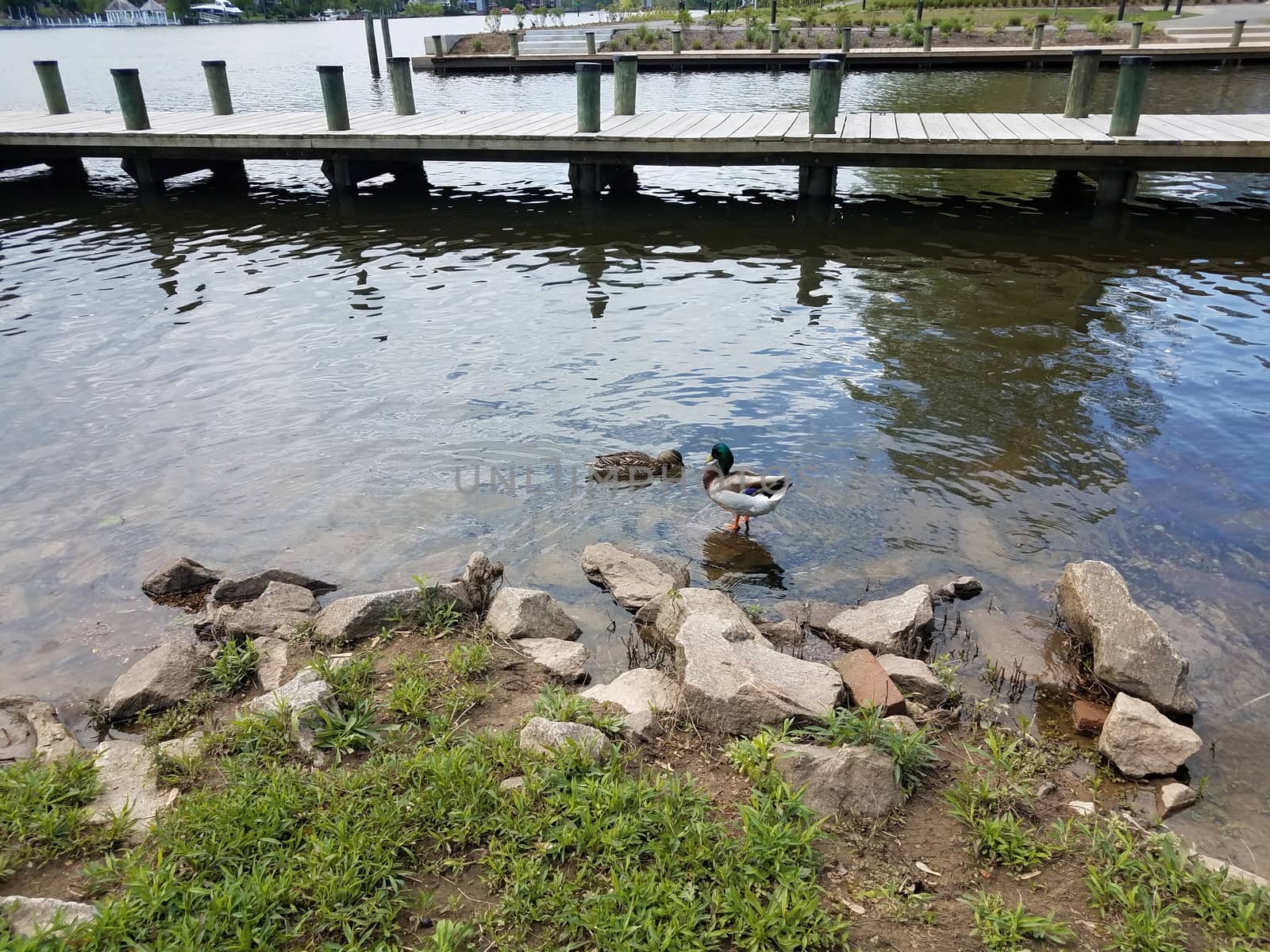 two ducks on the shore of a river with rocks and pier by stockphotofan1