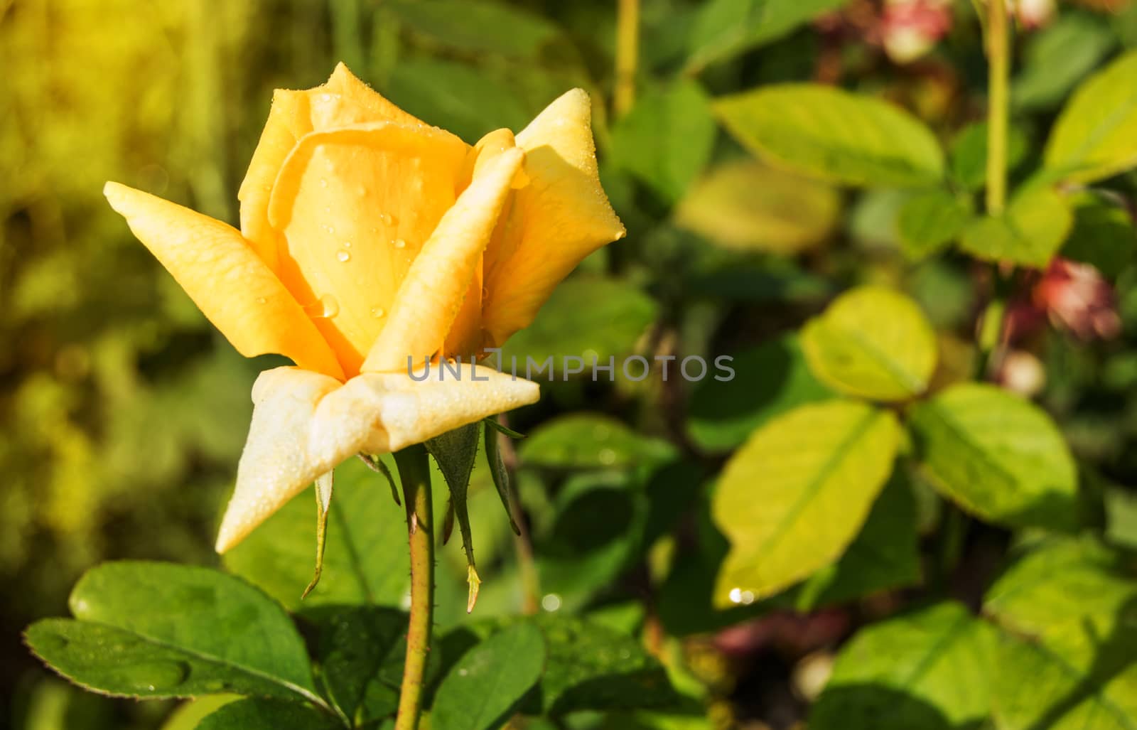 Beautiful yellow rose blooms in the garden background of green leaves and stems, the concept of postcards.