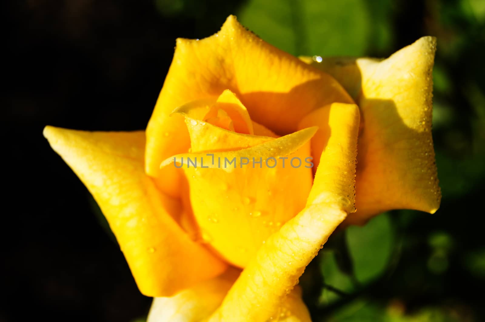 Beautiful yellow rose blooms in the garden on black background, greeting card concept, bright sunlight.