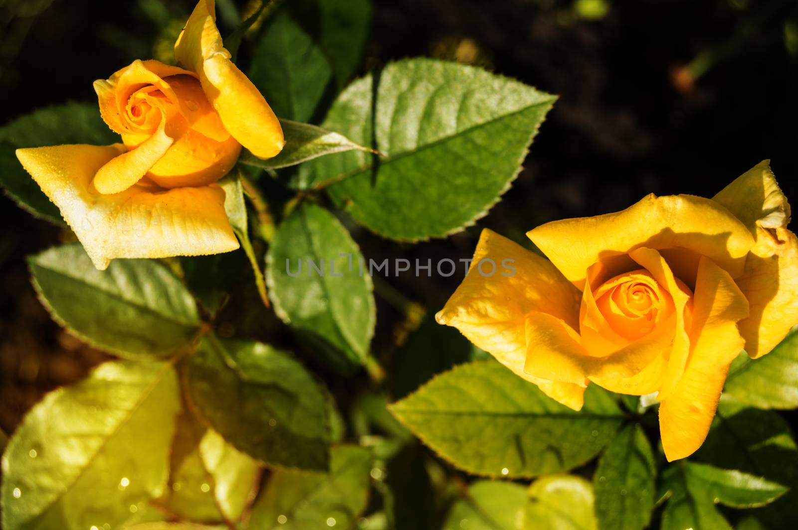 Two beautiful yellow roses blooming in a garden background of green leaves and stems, the concept of postcards.