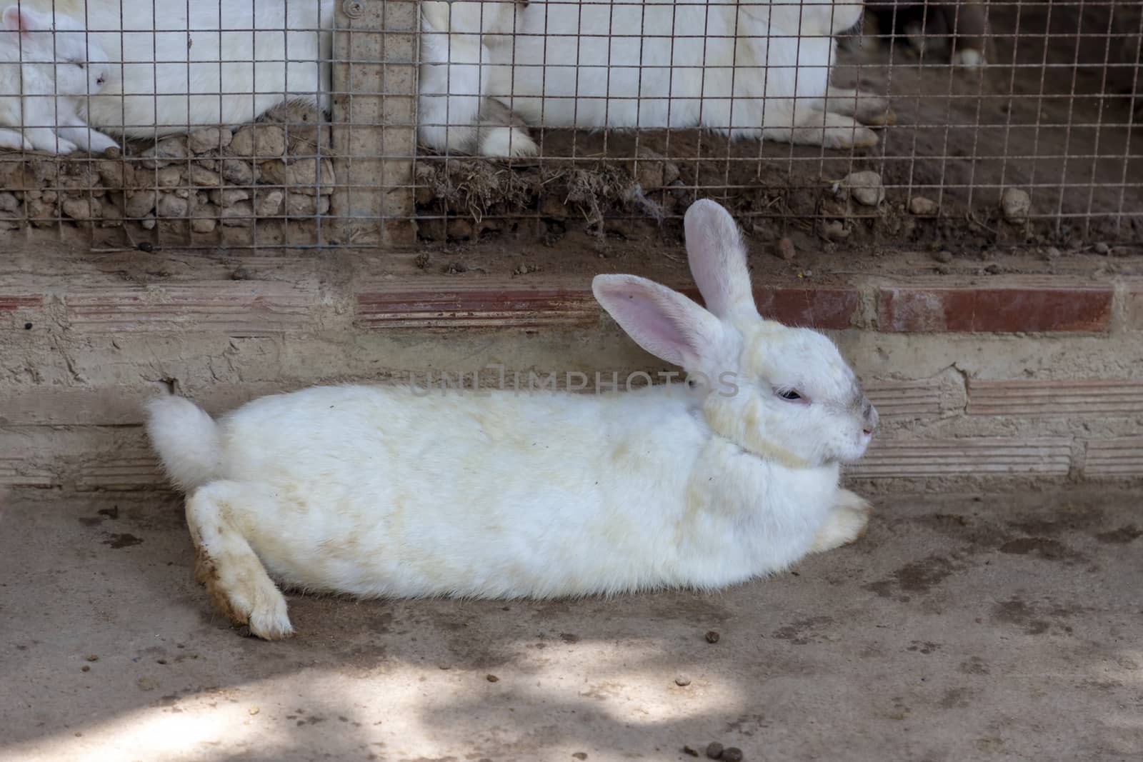 A ragged white rabbit lying on the floor next to The cage with other rabbits inside