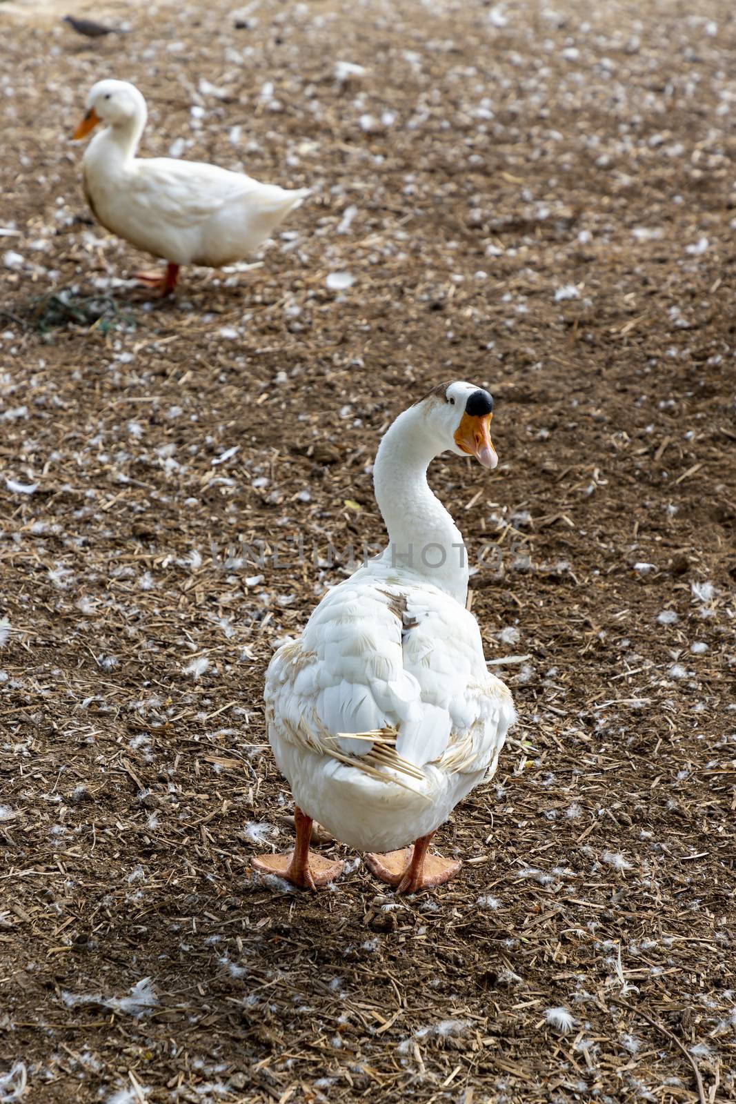 A goose stands facing back. Far away in front, there is a blurred white duck standing. Selective focus.