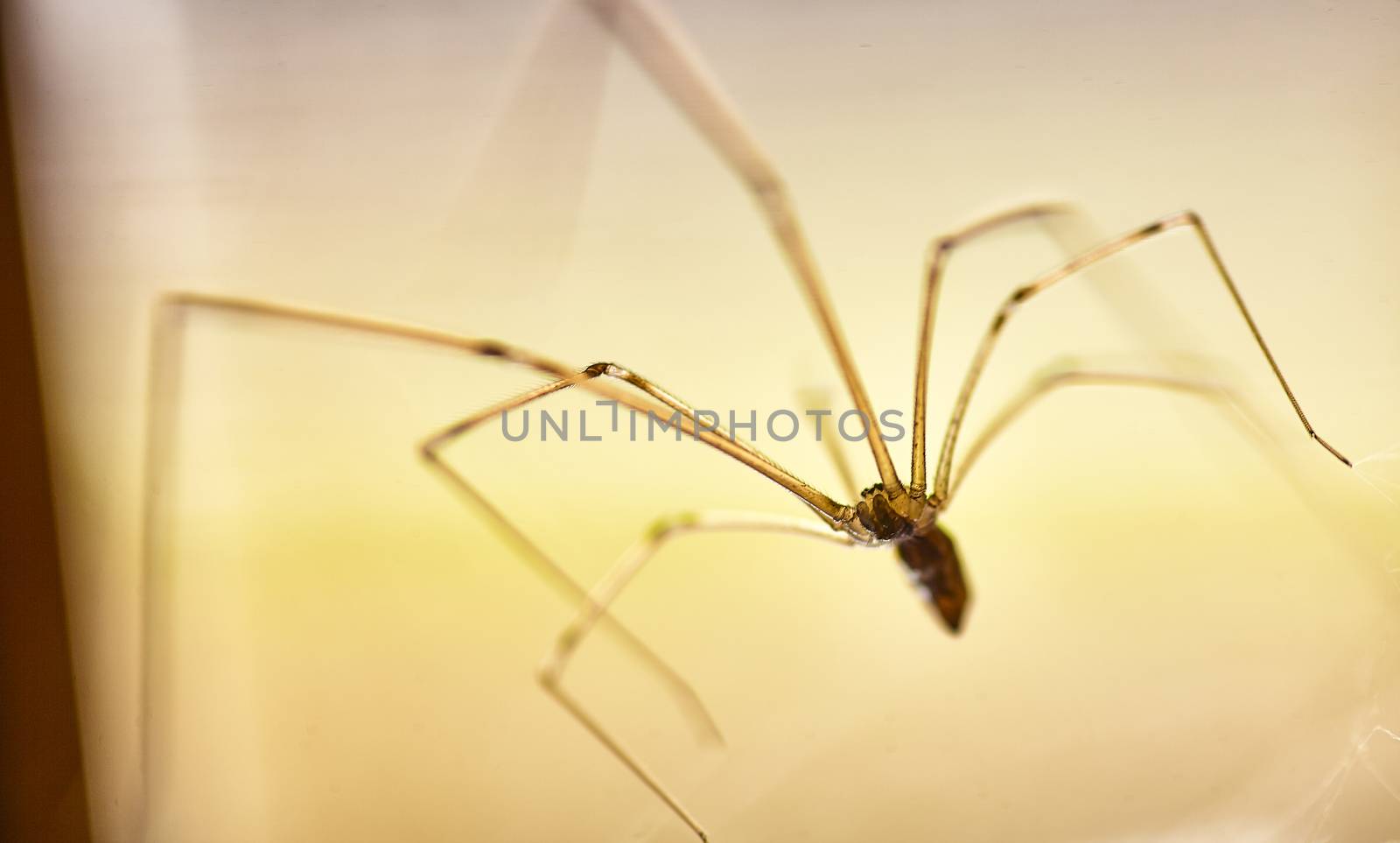 Specimen of domestic spider (Pholcus phalangioides) in its web, it waits for some insect to fly through it to stop it and be able to eat it