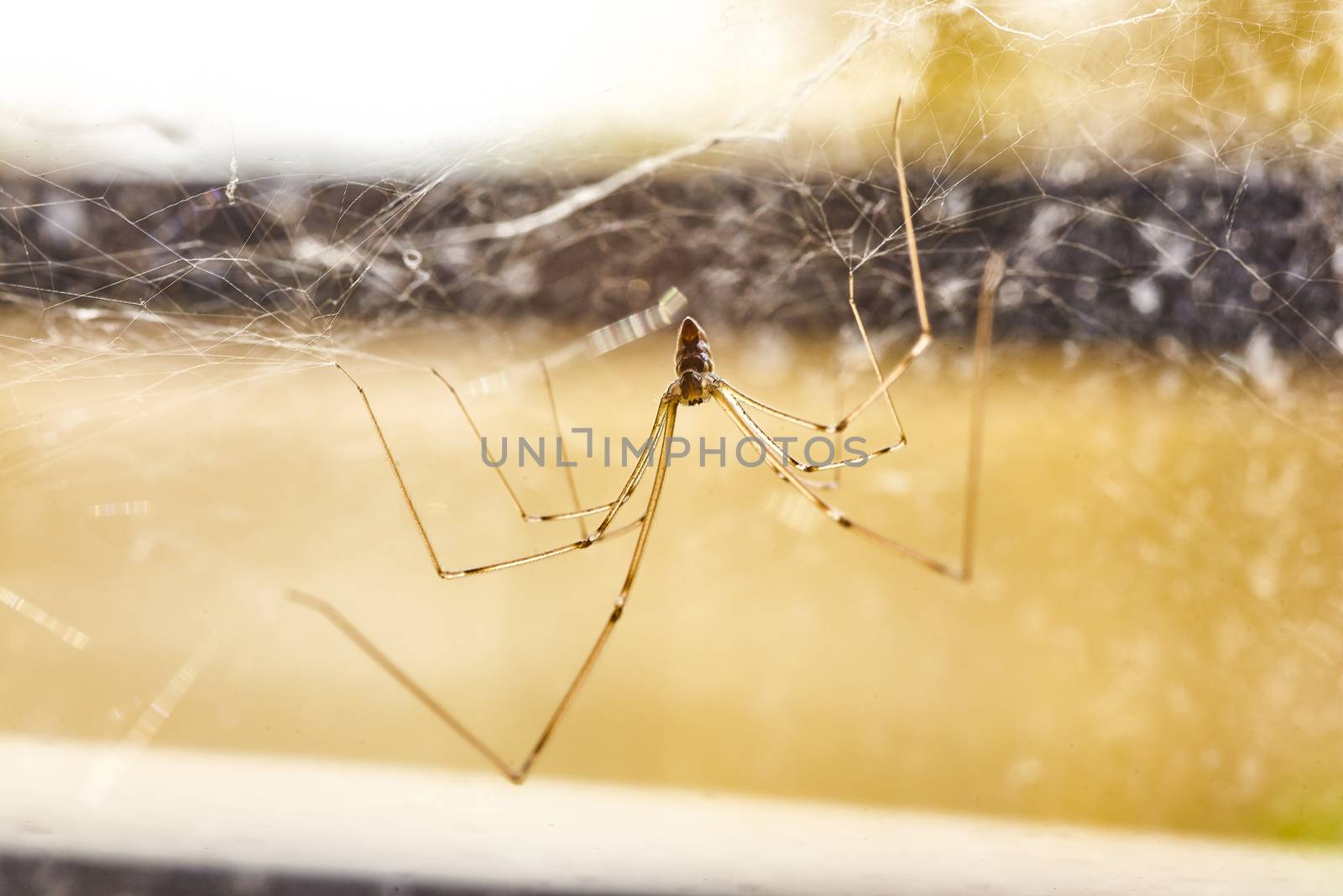 Domestic Spider (Pholcus phalangioides) #3 by pippocarlot