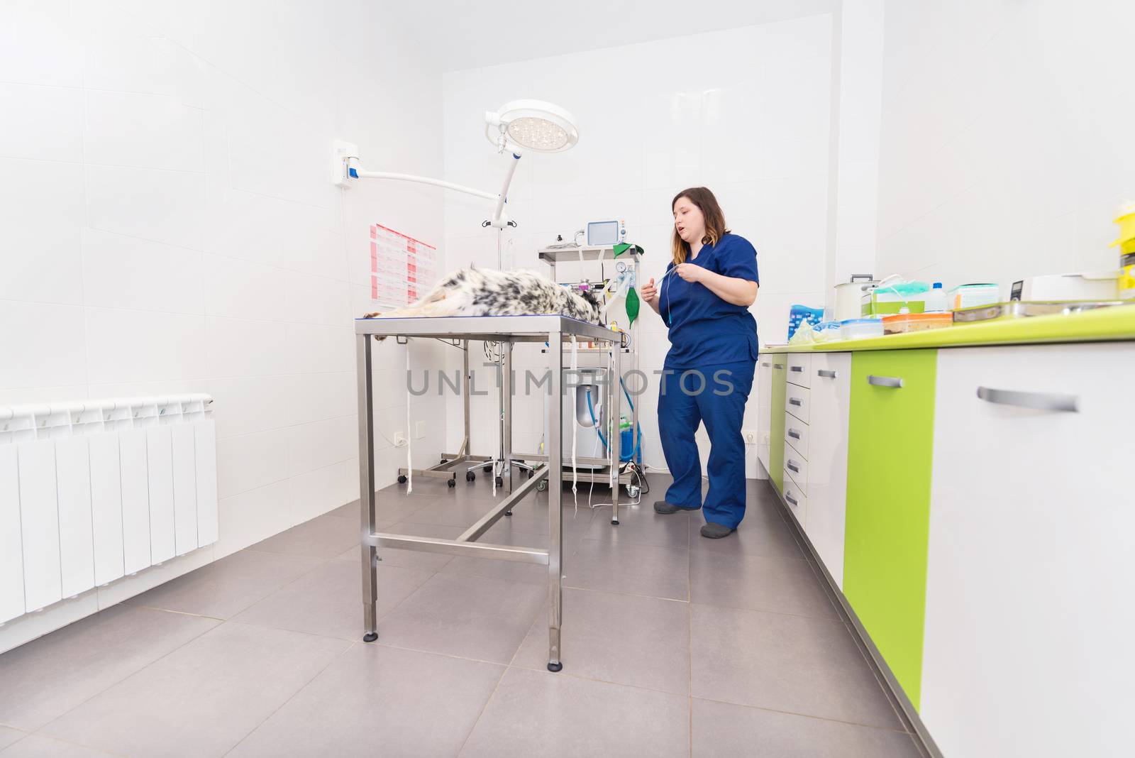 Veterinarian in surgery room