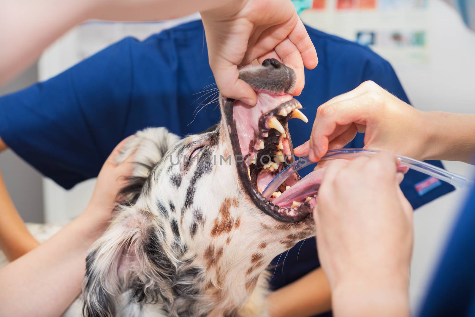 Dog intubated in surgery room of veterinary clinic