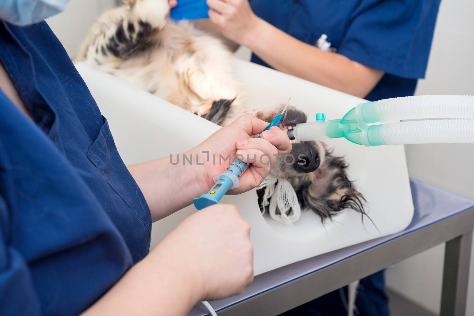 Dog intubated in surgery room of veterinary clinic