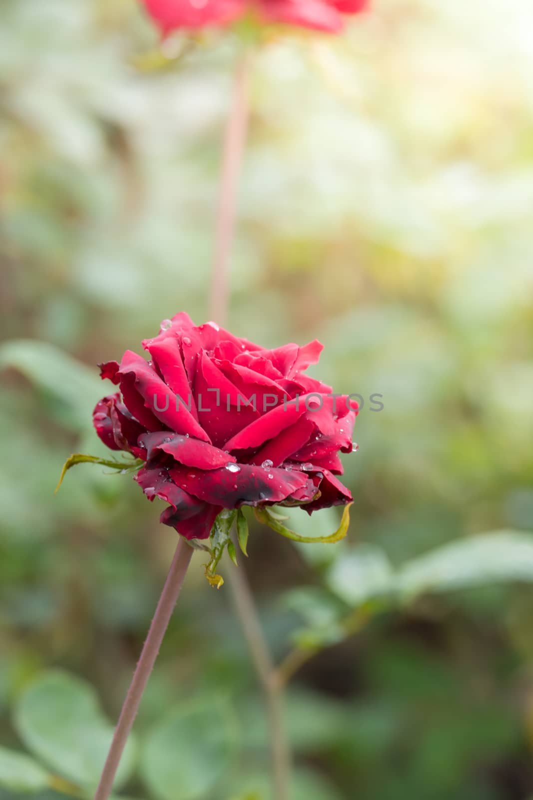 Roses in the garden, Roses are beautiful with a beautiful sunny day.