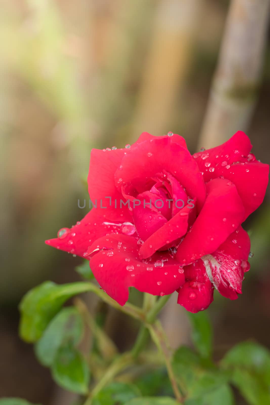 Roses in the garden, Roses are beautiful with a beautiful sunny day.