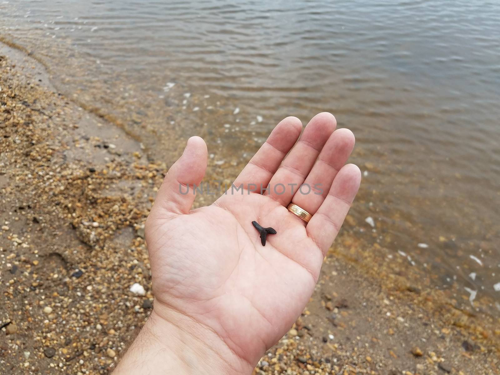 man's hand holding fossilized shark tooth on the beach by stockphotofan1