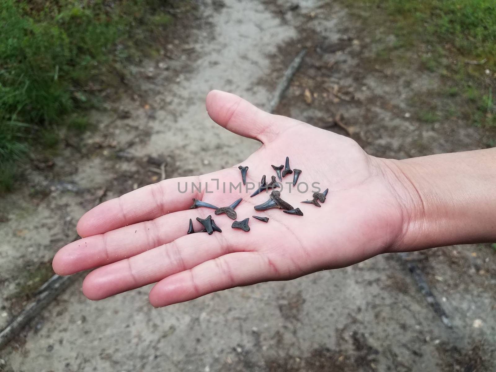 woman's hand holding fossilized shark teeth near trail by stockphotofan1
