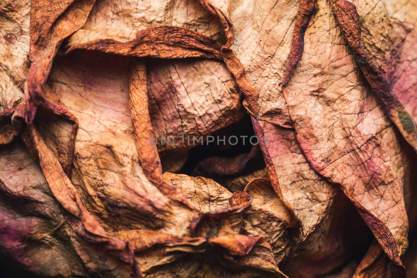 Macro shot of a faded rose by dutourdumonde