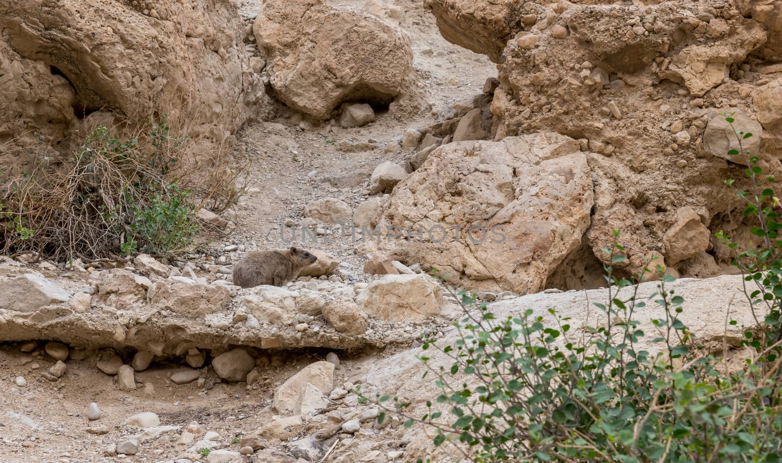 Rock hyrax in ein gedi israel by compuinfoto