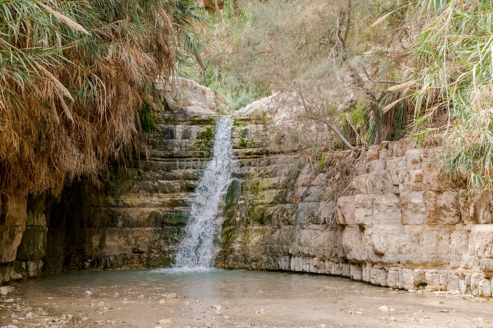 The Waterfall in national park Ein Gedi by compuinfoto