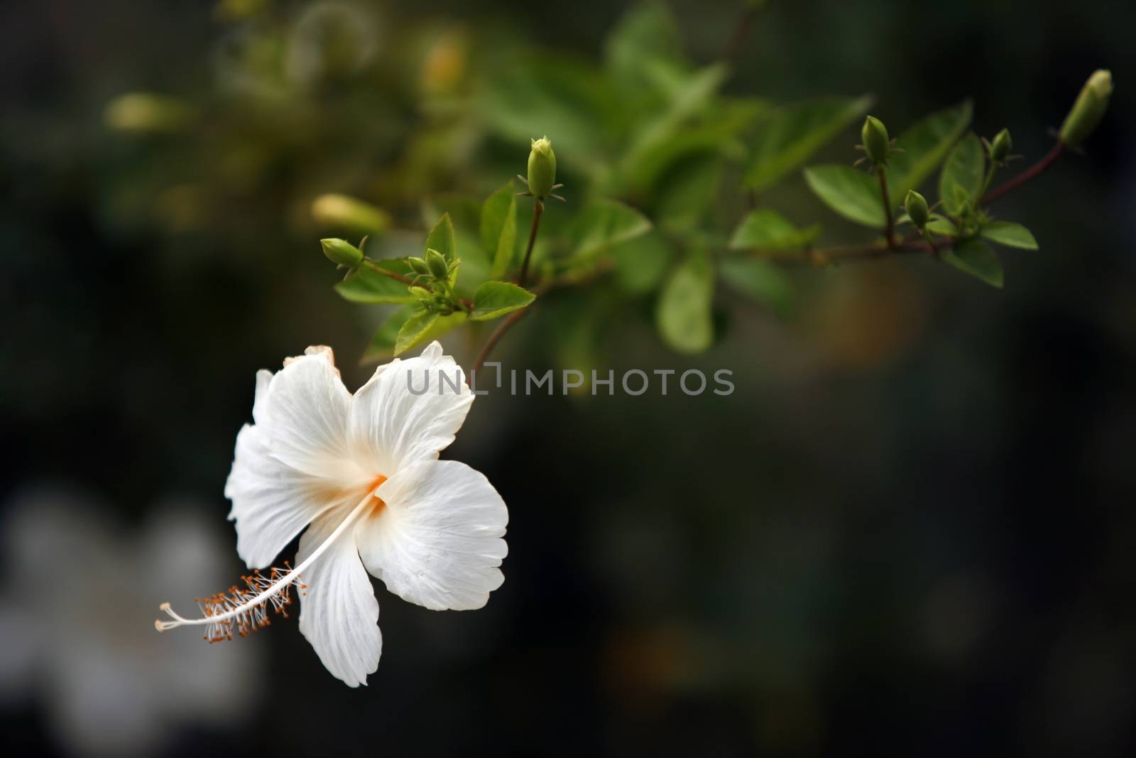 White Chinese Rose, Shoe flower or a flower of white hibiscus by friday