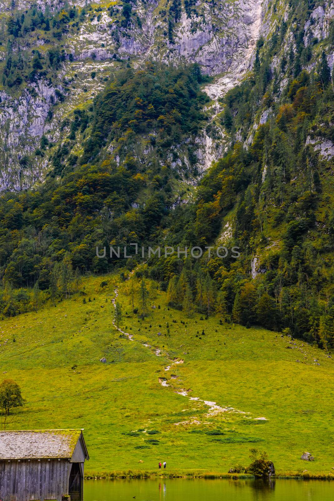 Grass meadow in Koenigssee, Konigsee, Berchtesgaden National Park, Bavaria Germany