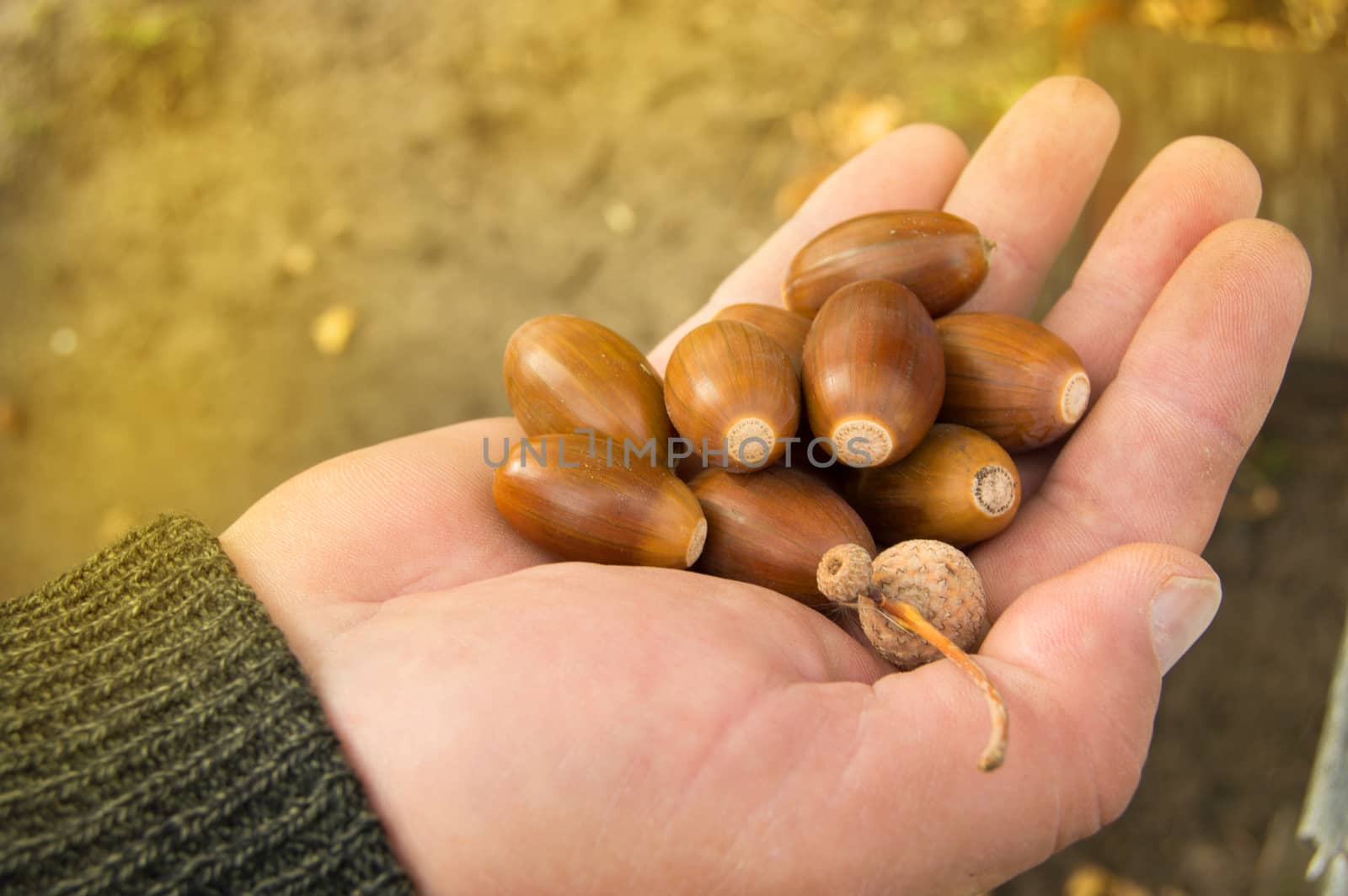 man holding in the palm of acorns that have fallen from oak in the background grass by claire_lucia