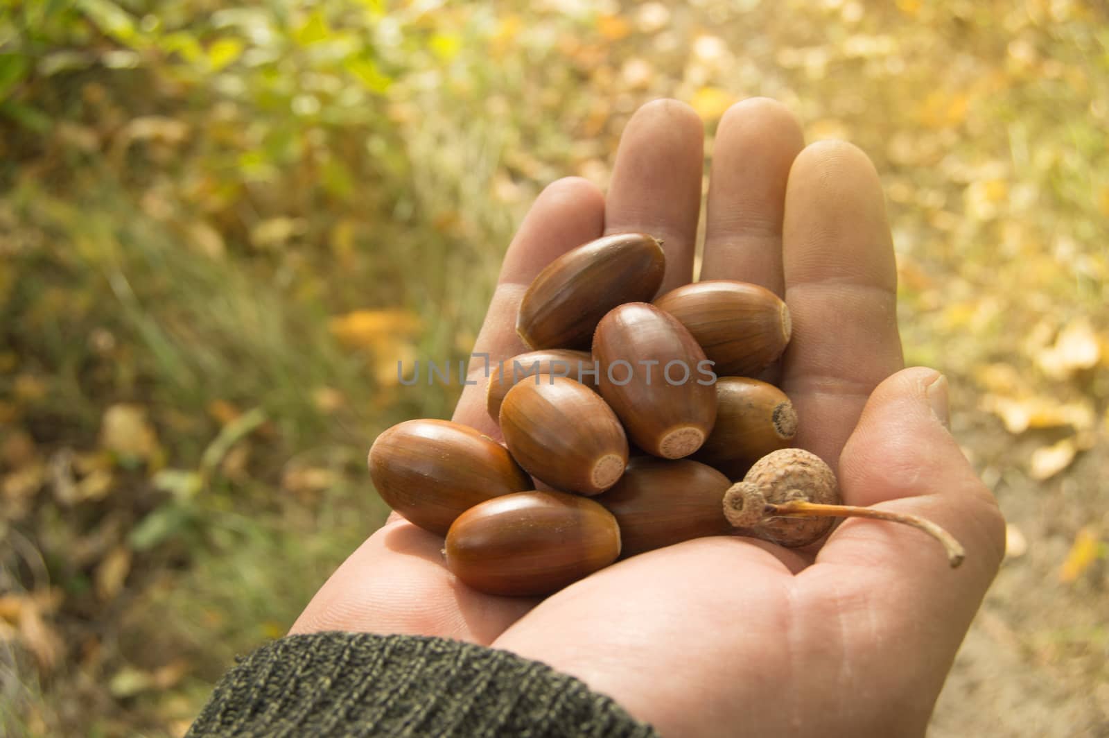 A man holding in the palm of acorns that have fallen from oak in the background grass