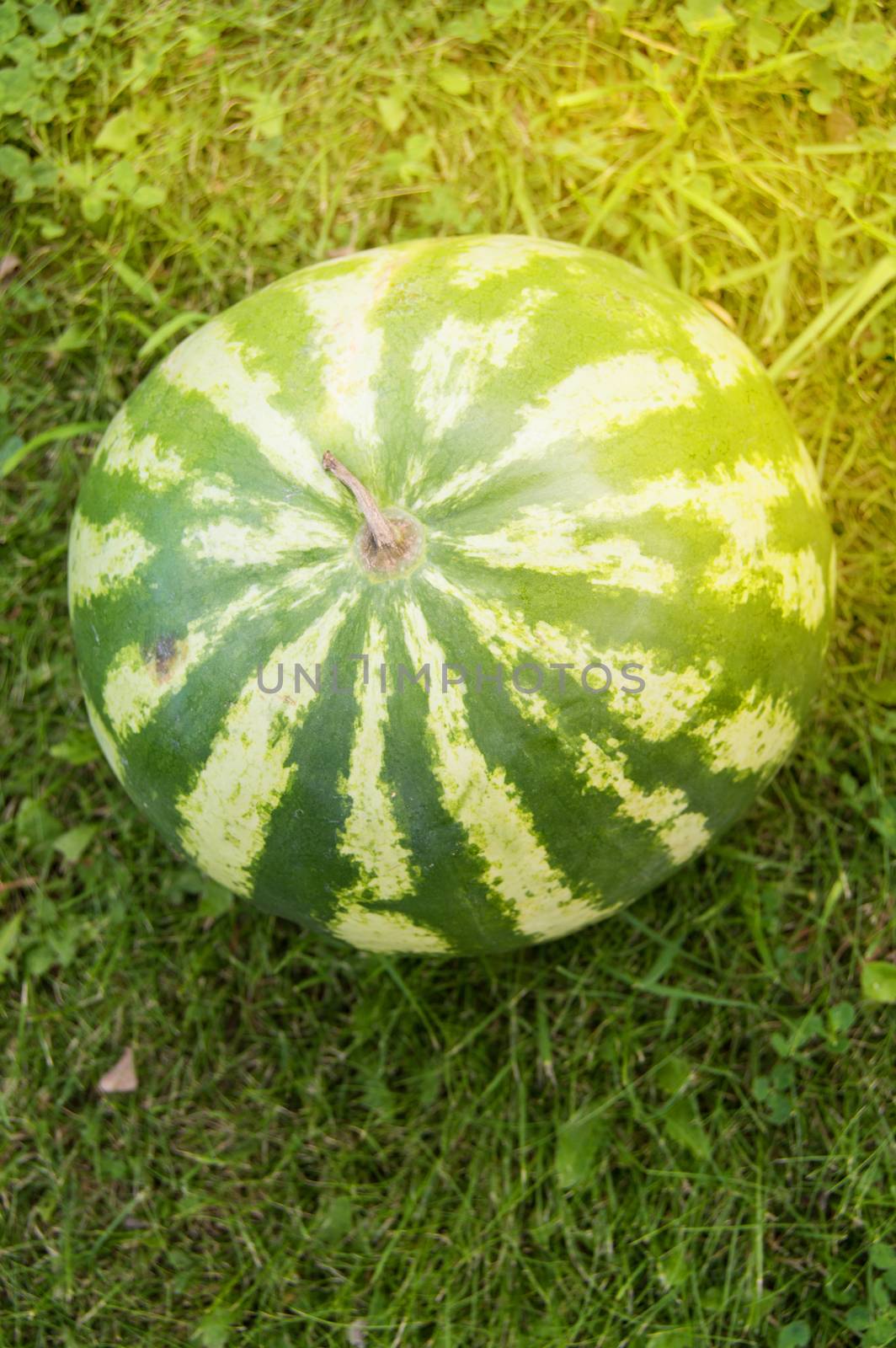 Summer, party, striped watermelon lying on the grass prepared for a summer party with friends, close-up.