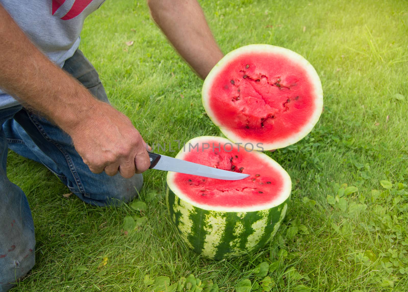Man in jeans kneels on the grass, cutting with a knife a red ripe watermelon for a summer family dinner.