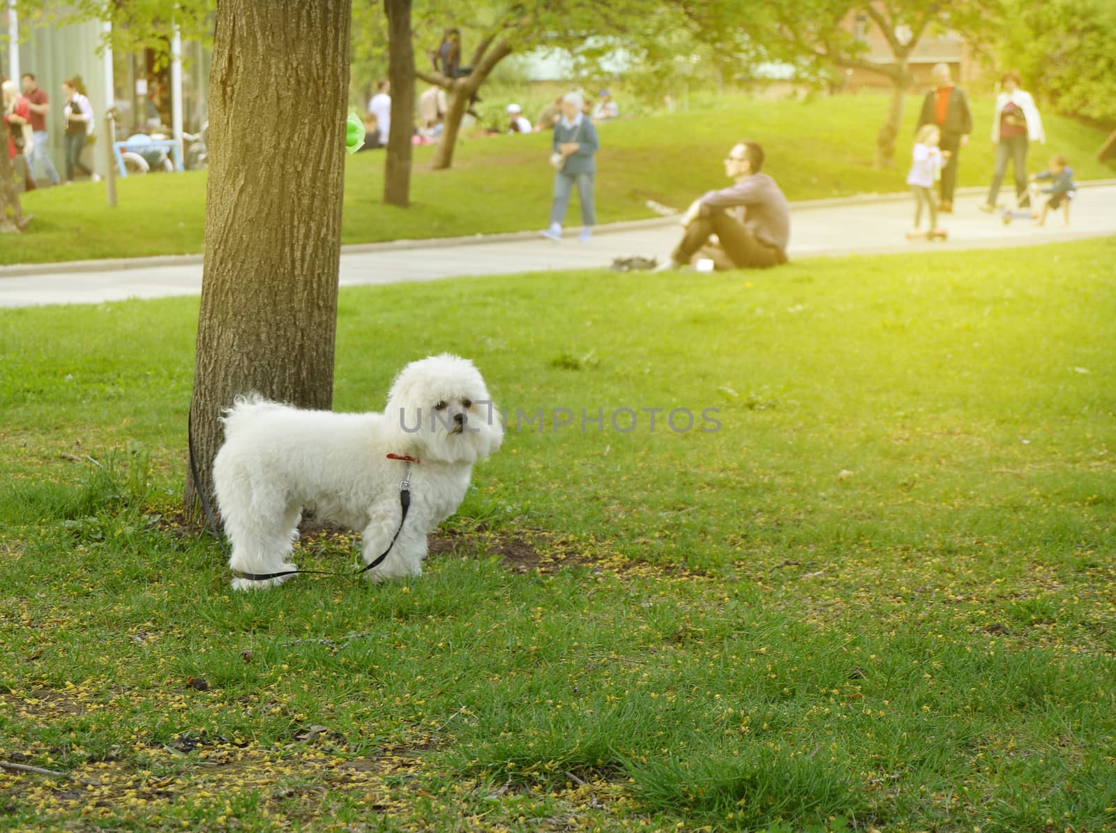 Happy and cute white fluffy dog in the Park by claire_lucia