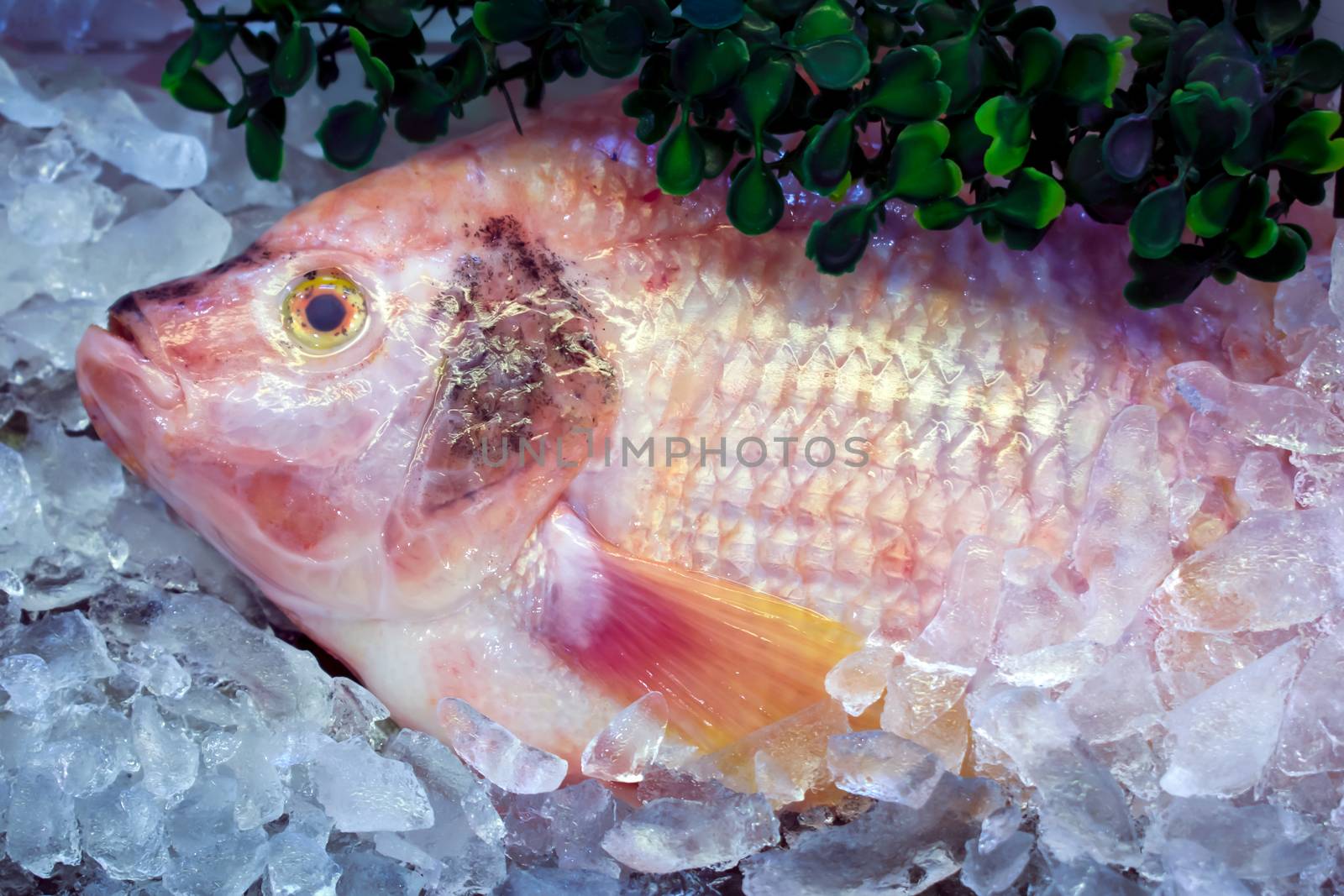 Fresh Fish Chilled with Ice in the Market