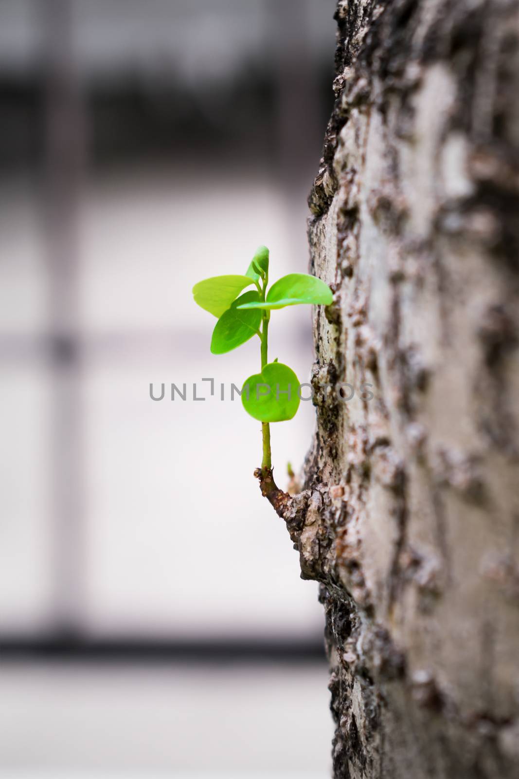 Fresh Baby Branch Sprouting from an Old Tree