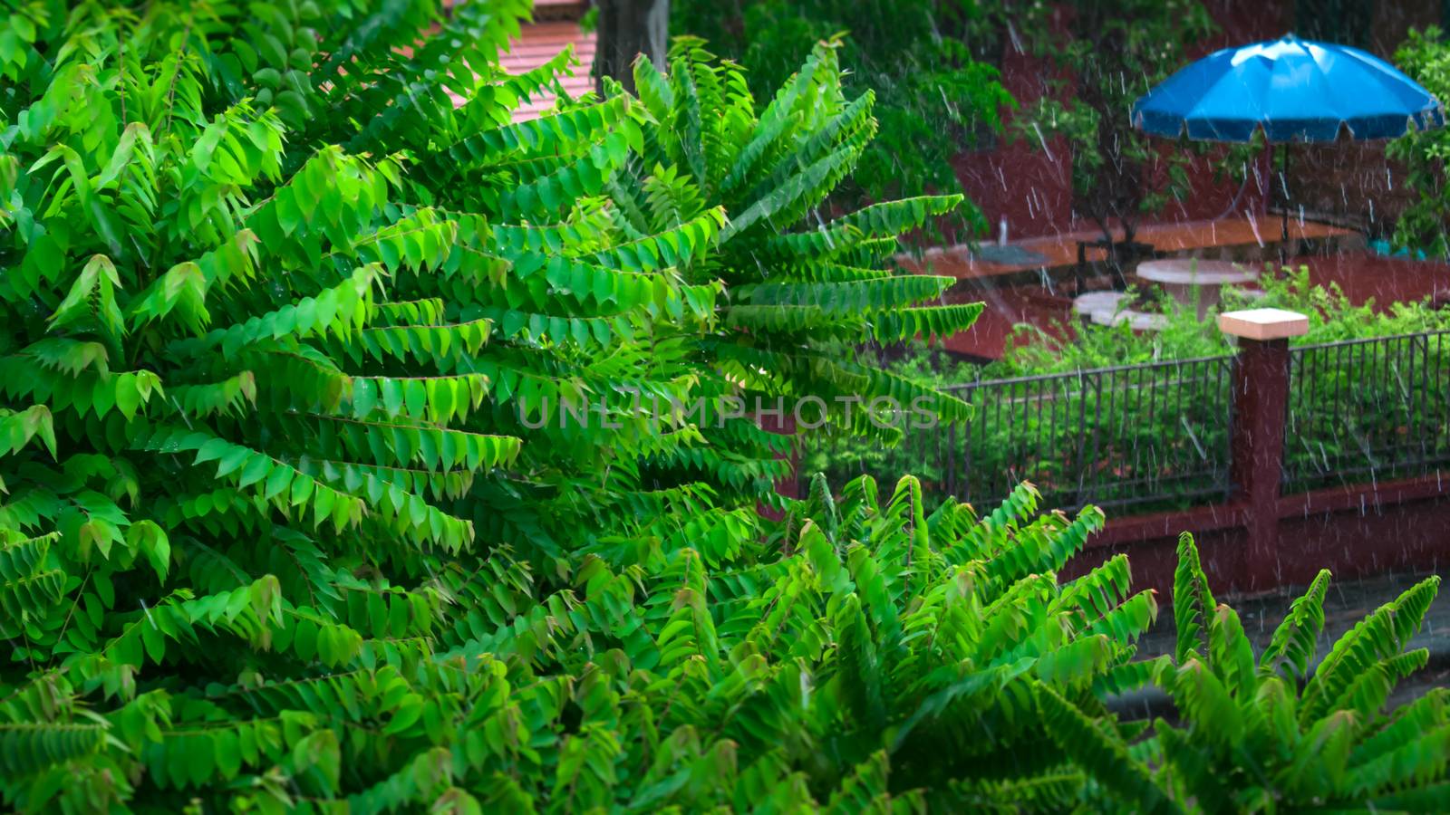 Fresh Rainstorm upon the Trees in the Garden