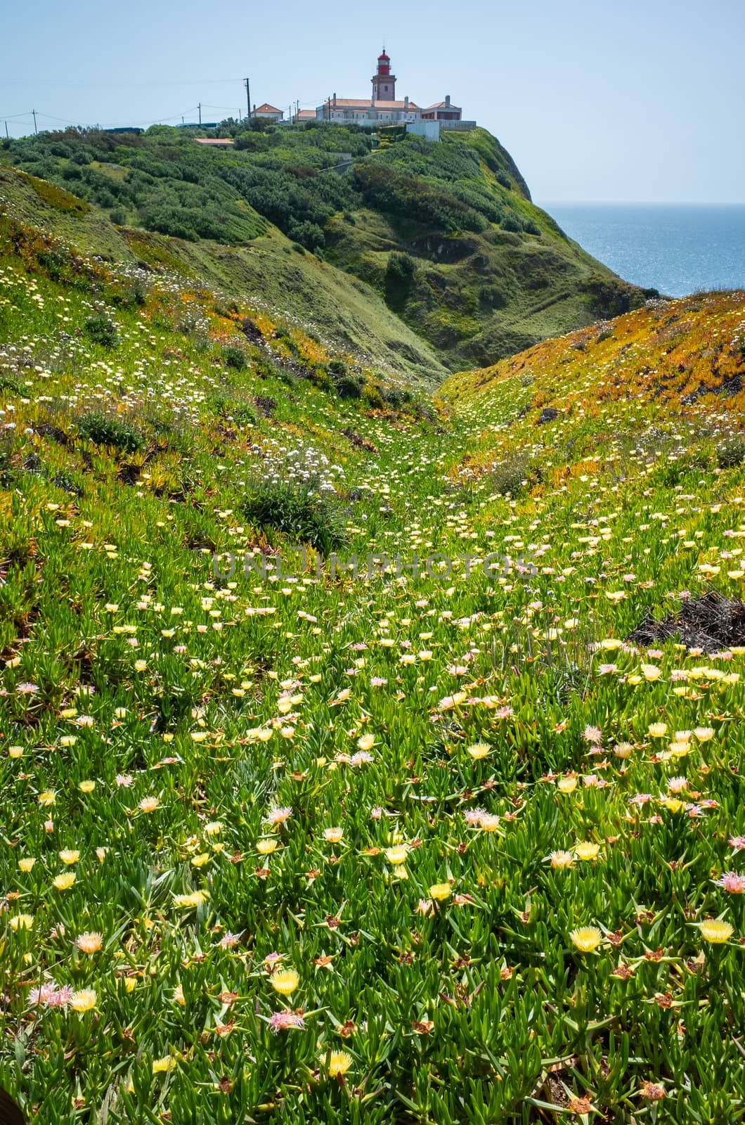 Lighthouse and wildflowers bloom at Cabo da Roda, Sintra, Portugal