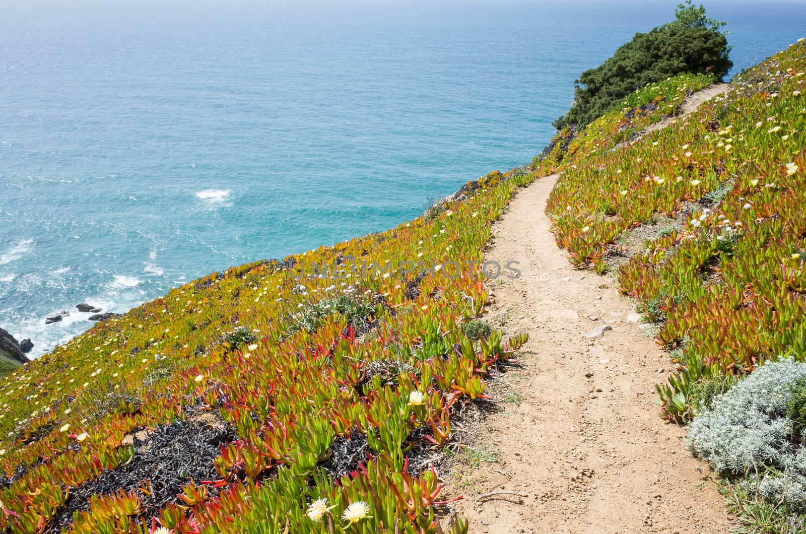 Wild flowers in full bloom at the rocky coast of Cabo da Roca, Portugal