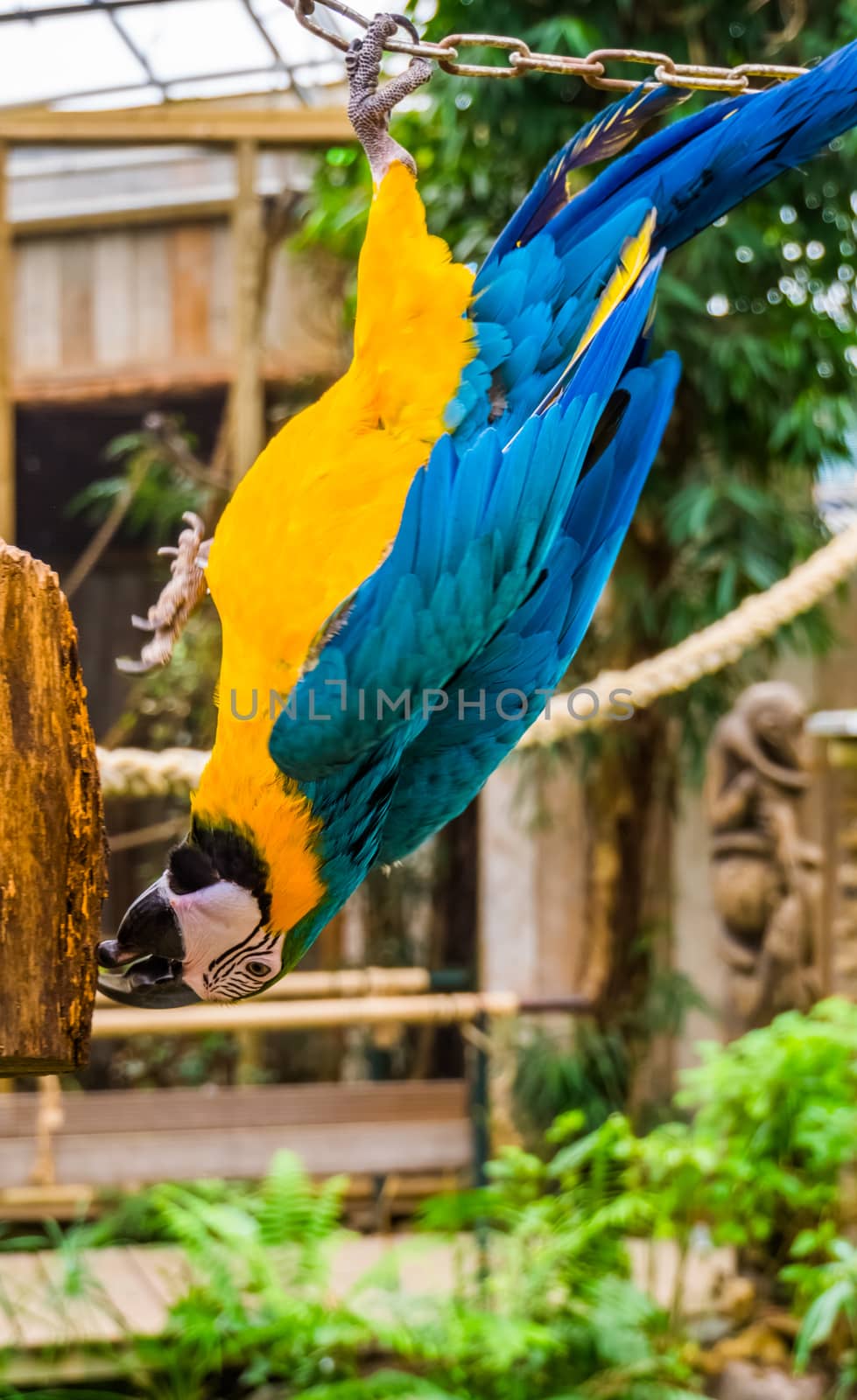 Blue and yellow macaw parrot hanging upside down, funny tropical pet from America