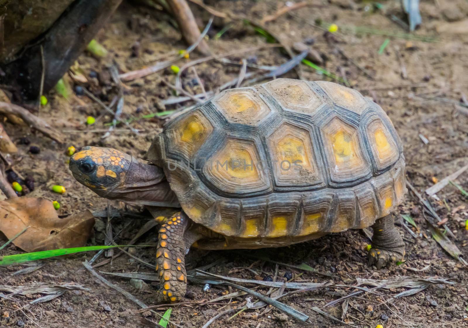 closeup of a yellow footed tortoise crawling in the sand, Tropical land turtle from America, Reptile specie with a vulnerable status by charlottebleijenberg