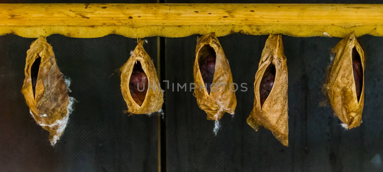 large butterfly cocoons of a tropical specie, insects undergoing metamorphosis