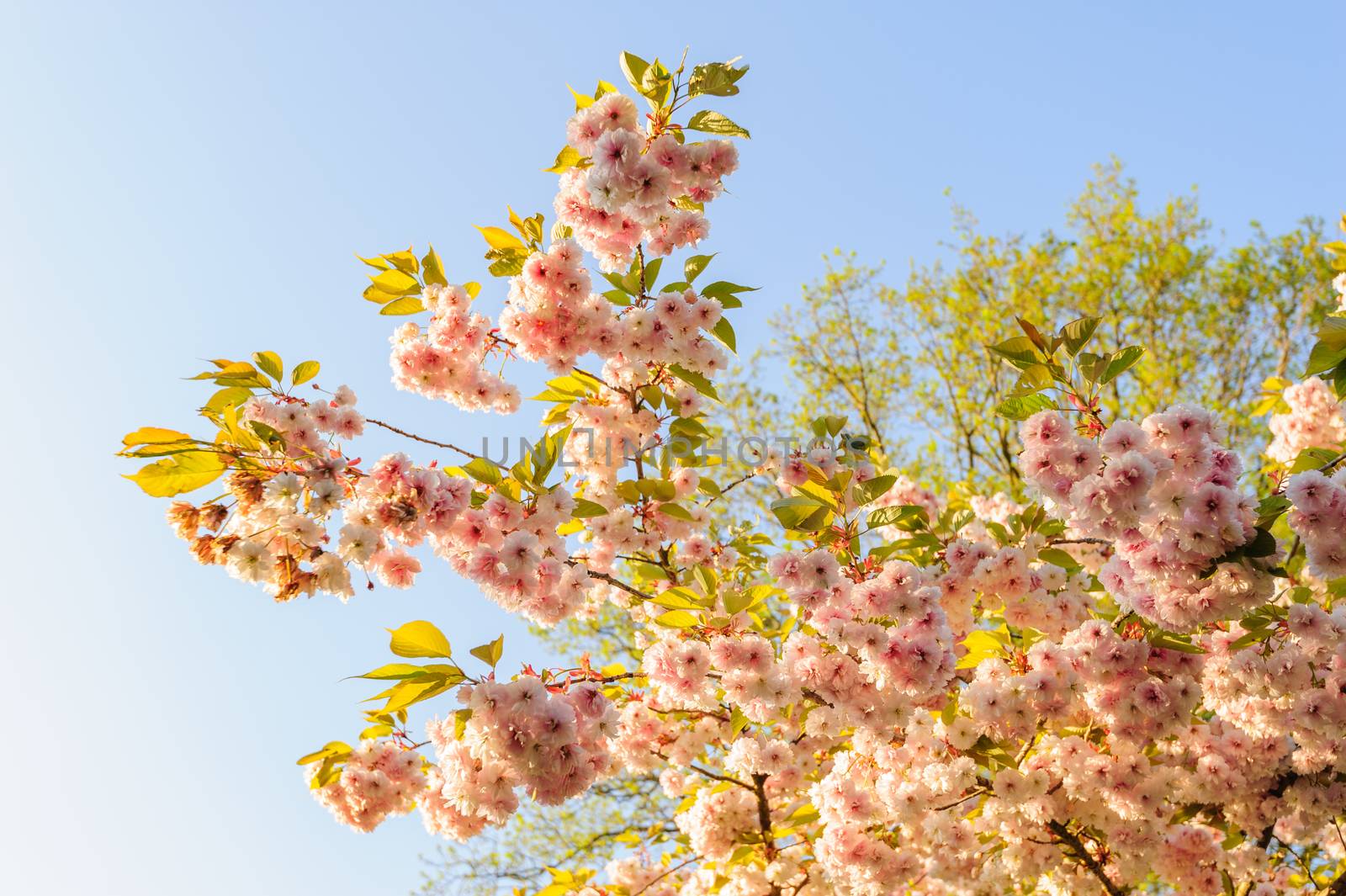 Close up of sakura cherry blossom branch in rays of sunset