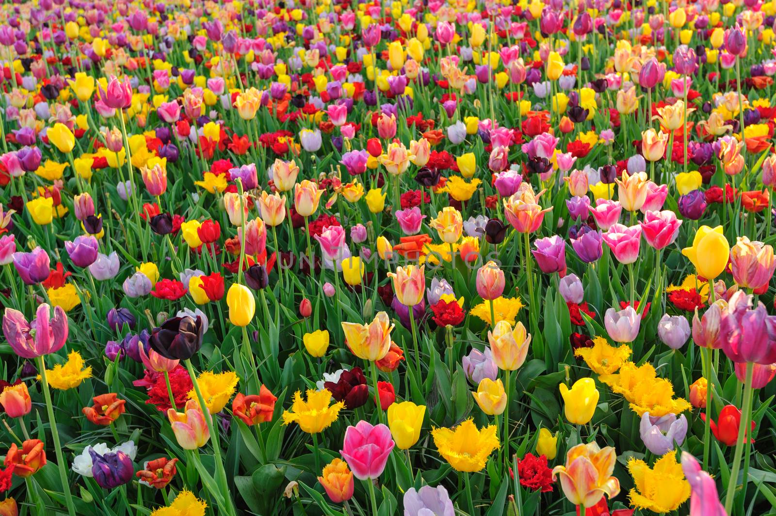 Large multicolored tulips flowerbed in Netherlands