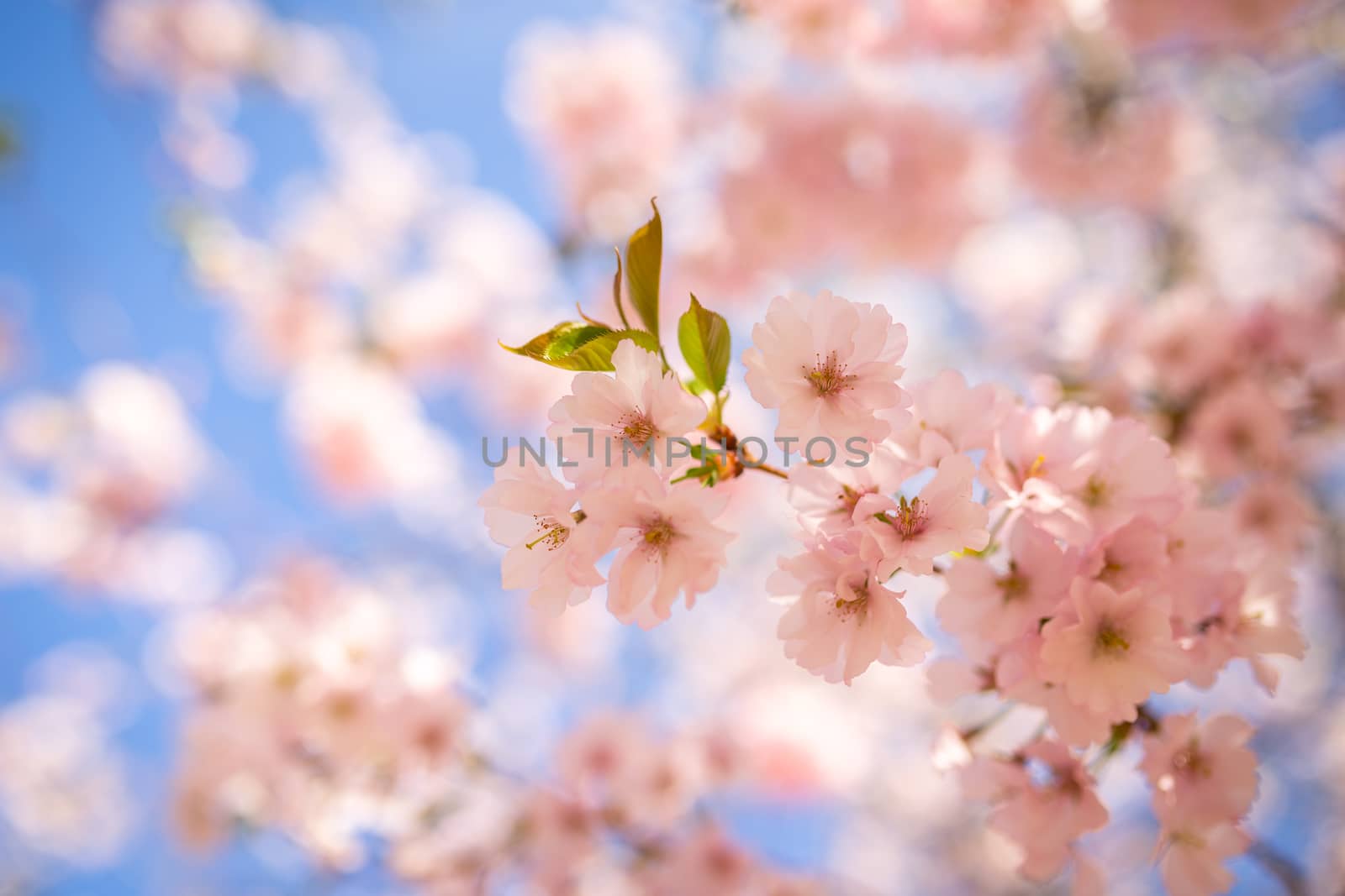 Beautiful full bloom cherry Blossom in the early spring season