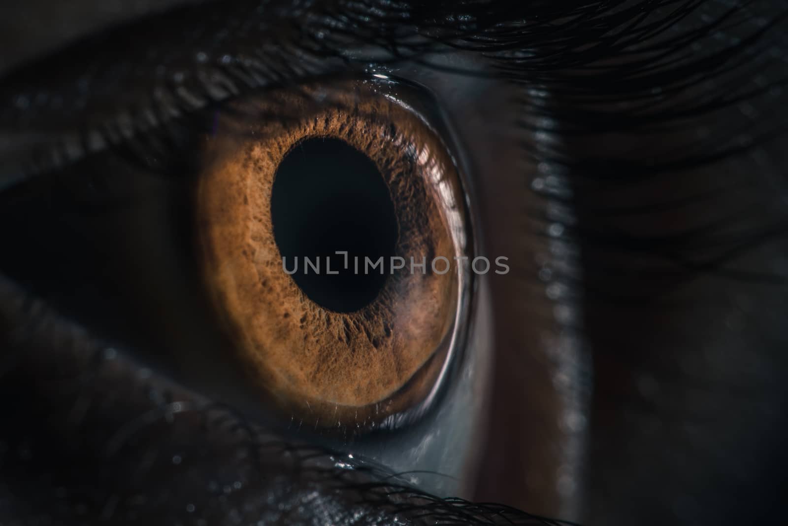 Extreme closeup of human brown eye - pupil iris