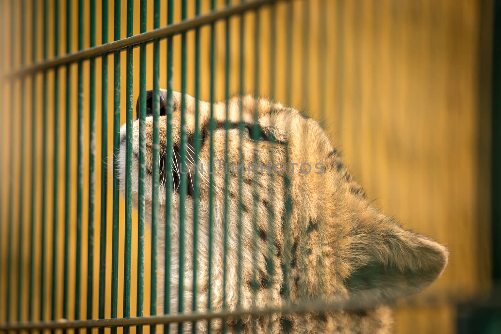 Sad cheetah closed behind the bars in a cage - zoo.