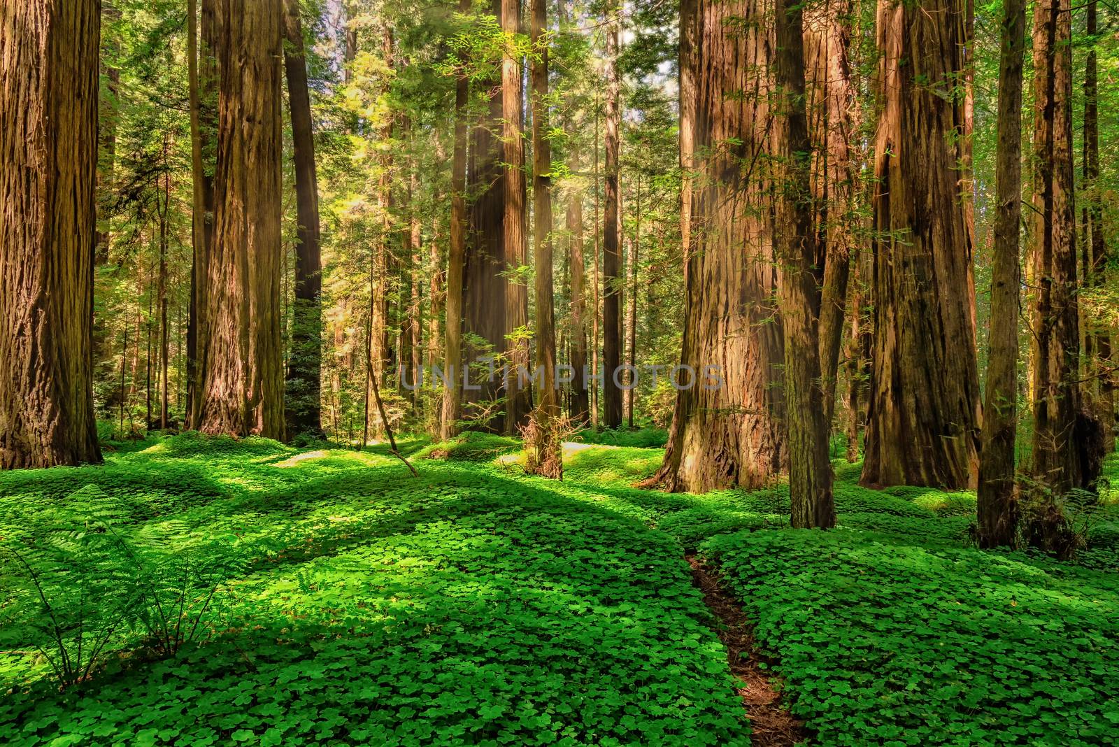 Color image of a redwood forest. Northern California, USA.