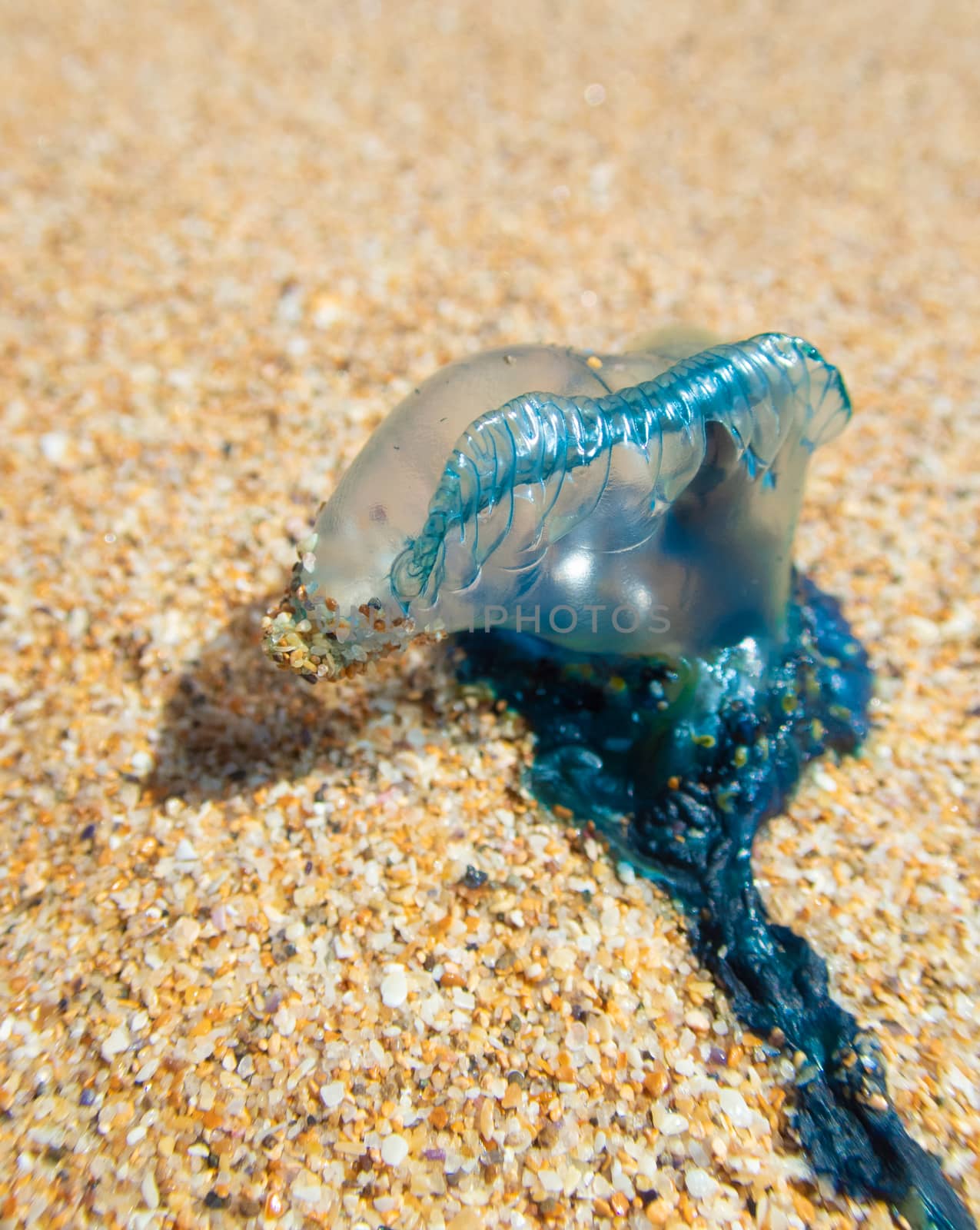 Blue bottle stinger washed up on the sand on a beach in summer. Closeup showing individual grains of sand