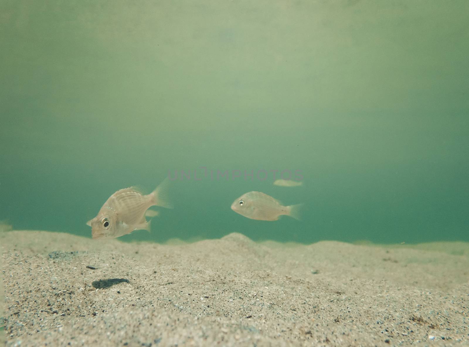 Inquisitive baby fish swimming on the sandy sea floor.  Space for copy