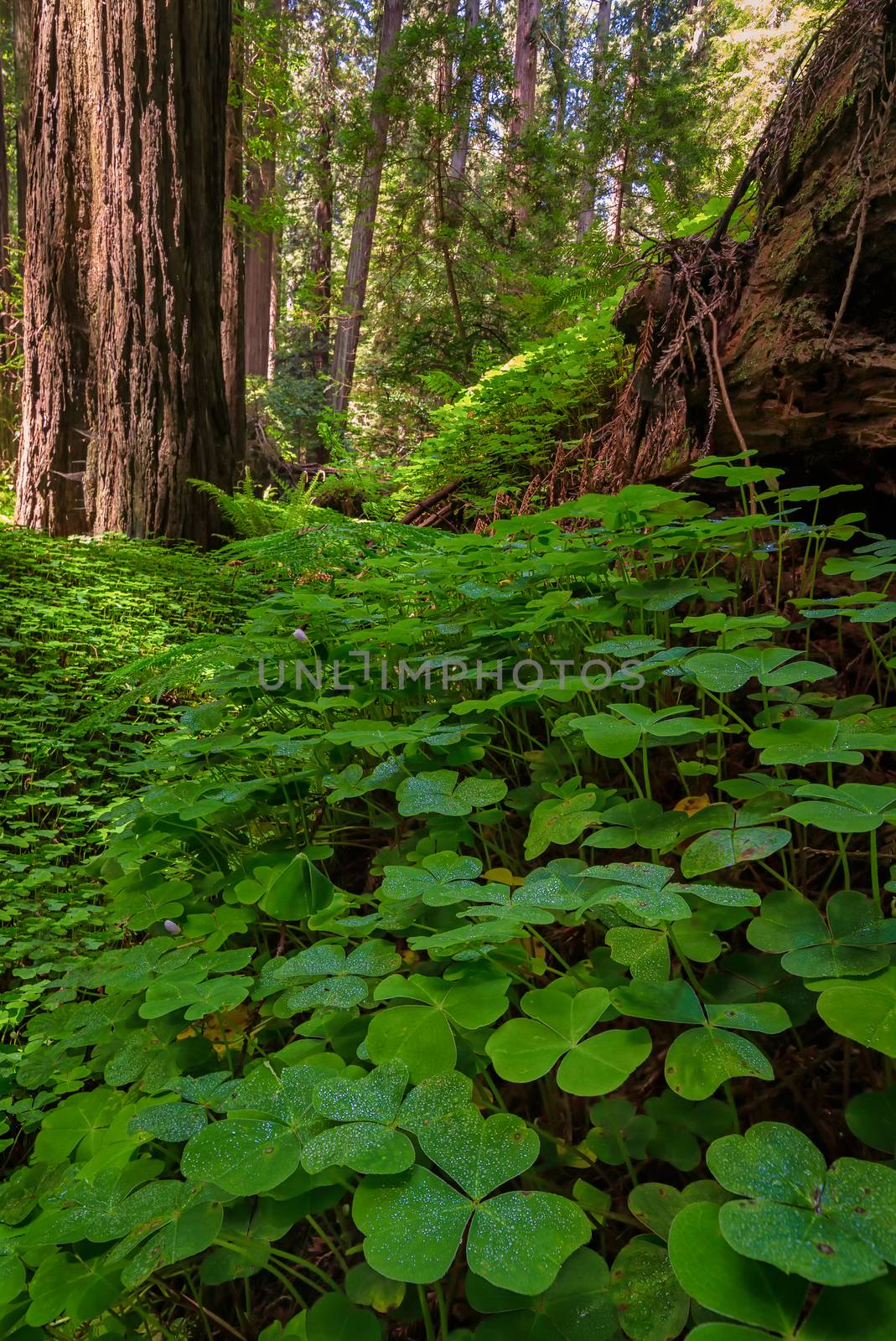 Color image of a redwood forest. Northern California, USA.